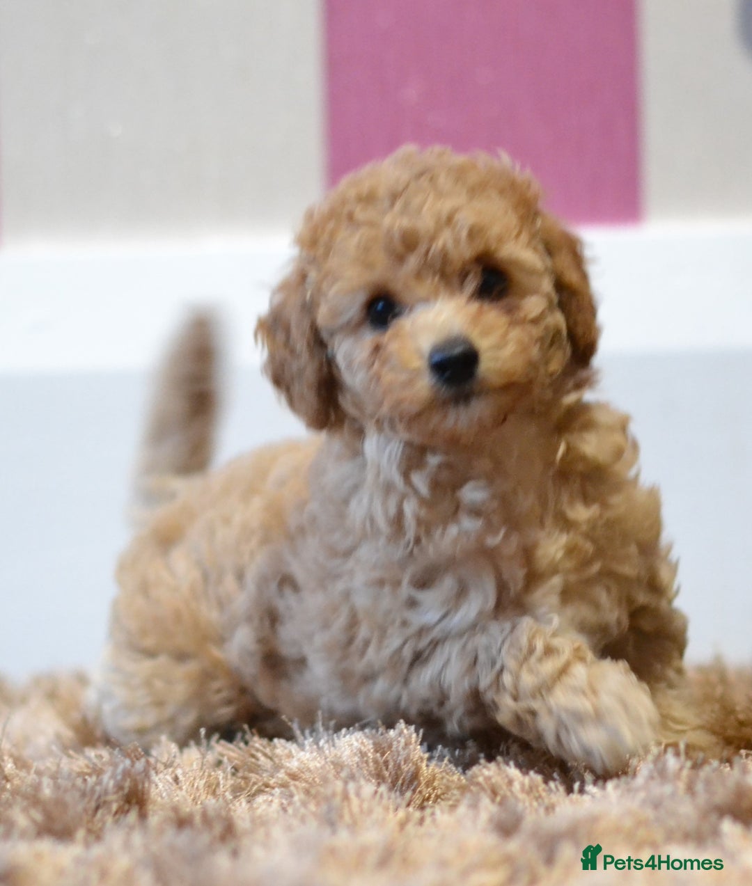 Miniature Poodle dogs for sale: Miniature Poodle Puppies from DNA tested Parents - Image 6