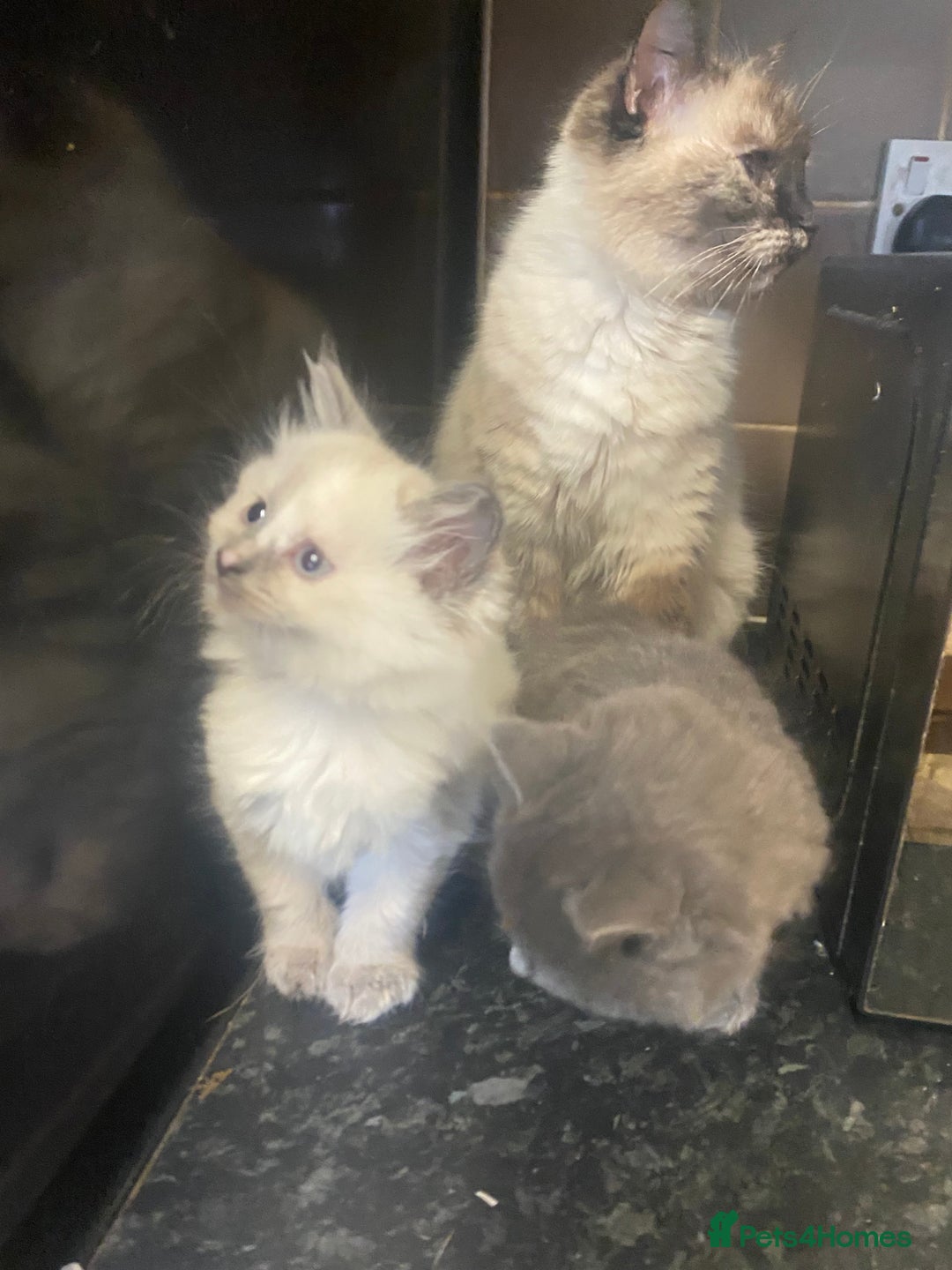 British Shorthair cats for sale: Kittens  - Image 12