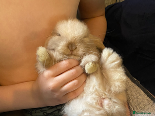Mini Lop rabbits Boy and girl babies for good home - Advert 1