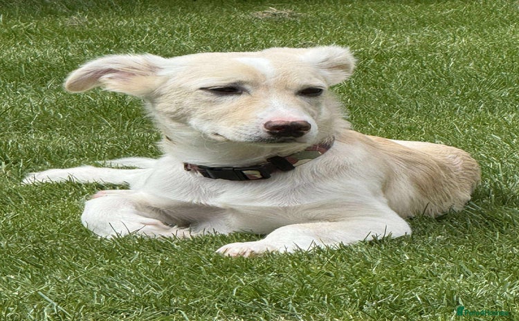Mixed Breed dogs - Advert 15
