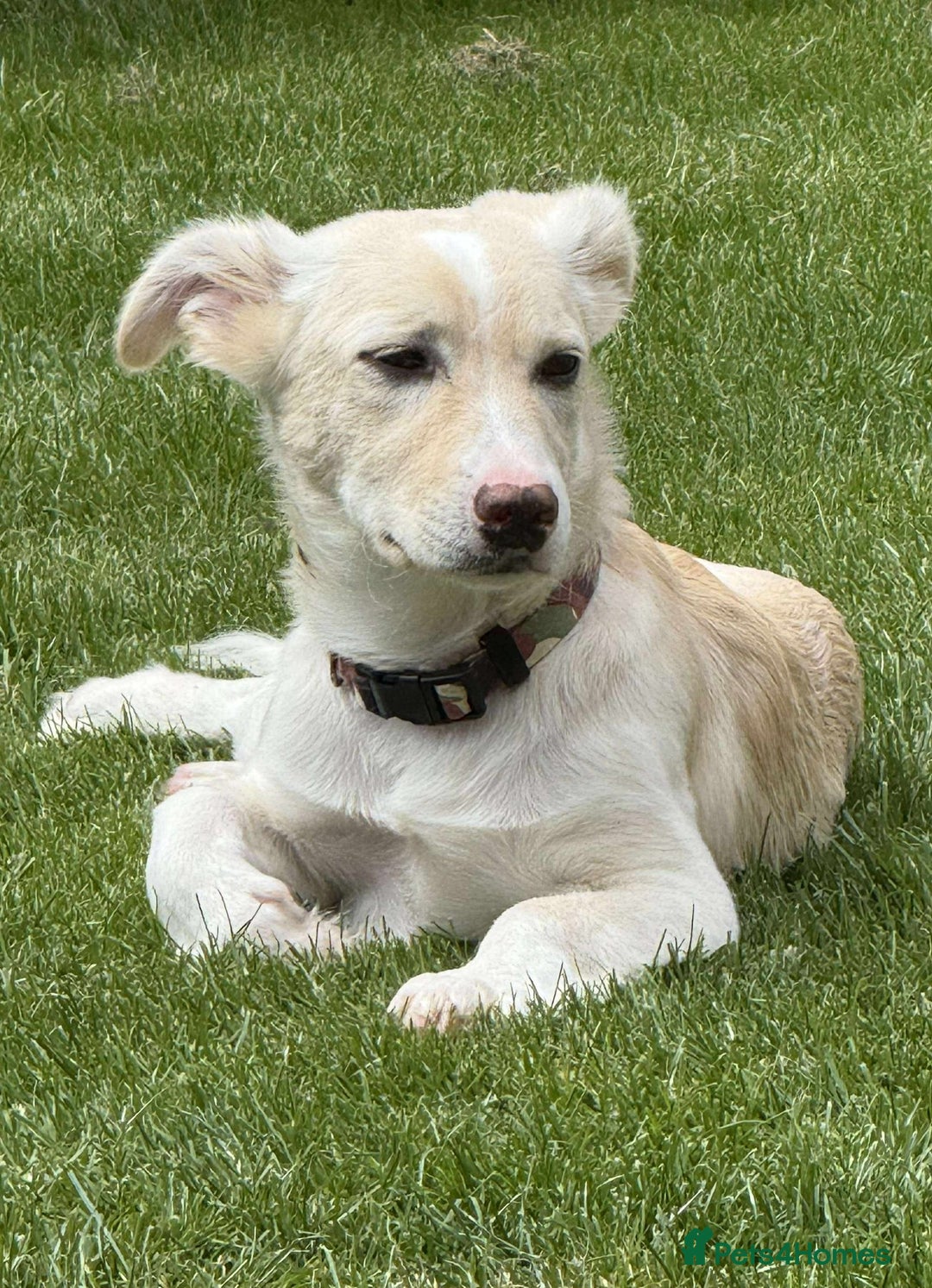 Mixed Breed dogs for adoption: Meet Snoopy – A Gentle Soul in Need of Time &Love - Image 1