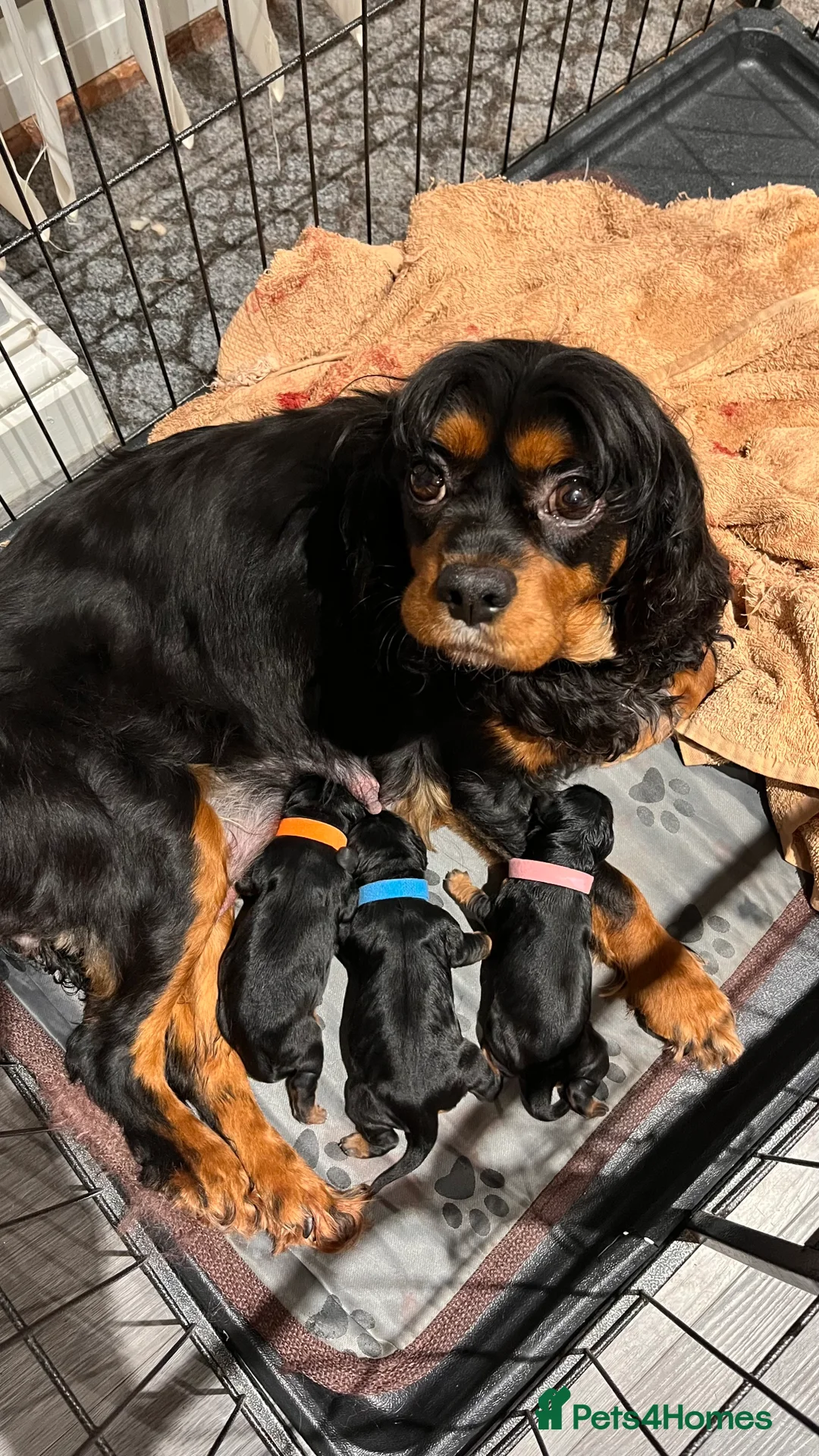 Cavalier King Charles Spaniel dogs for sale: Health Tested Parents - Advert 1