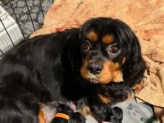 Cavalier King Charles Spaniel dogs Health Tested Parents - Advert 18