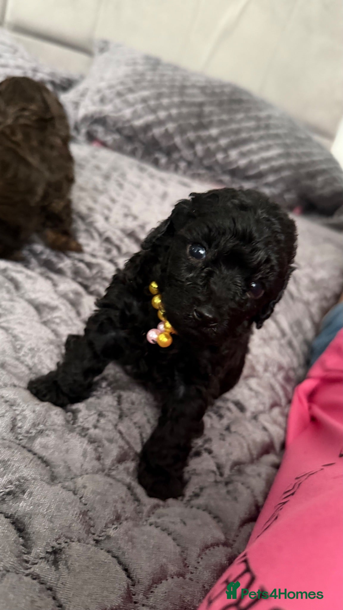Toy Poodle dogs Male and Female available for reservation! - Advert 2