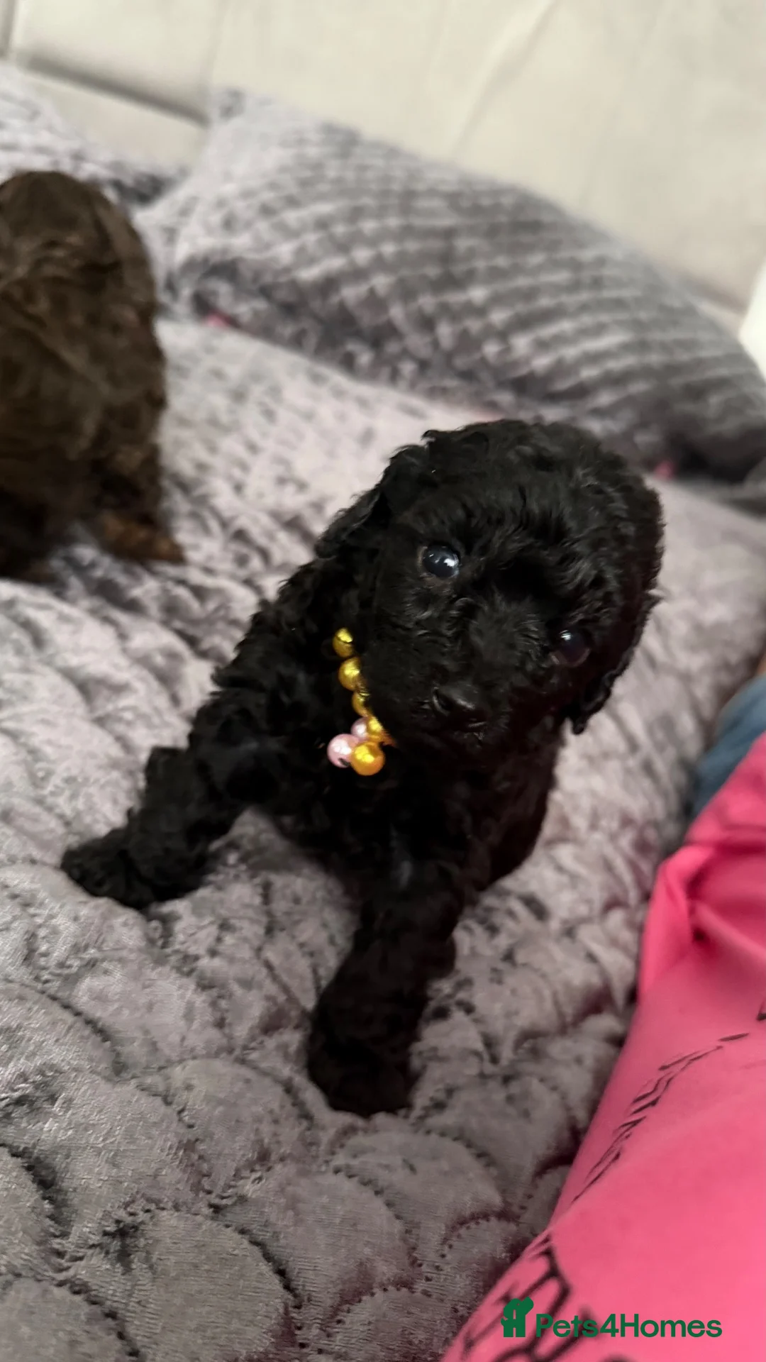 Toy Poodle dogs for sale: Male and Female available for reservation! - Advert 2