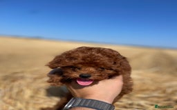 Toy Poodle dogs for sale: Toy Poodle Puppies–Asian Lines–Tiny Size - Image 26