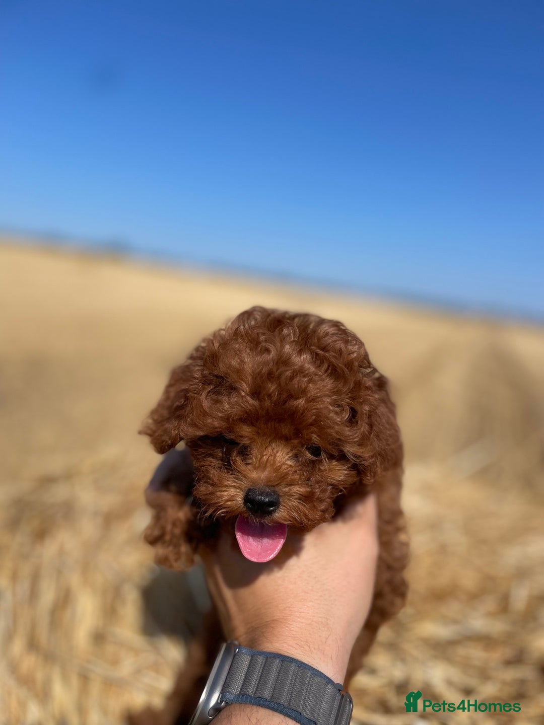 Toy Poodle dogs for sale: Toy Poodle Puppies–Asian Lines–Tiny Size - Image 26