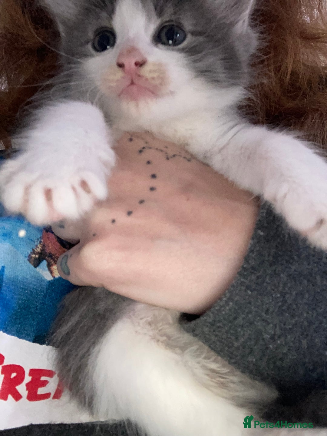 Mixed Breed cats for sale: Tabby and grey kittens  - Image 6