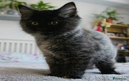 Norwegian Forest Cat cats for sale: Smoke Tortie Female, Possible Norwegian Forest - Advert 8