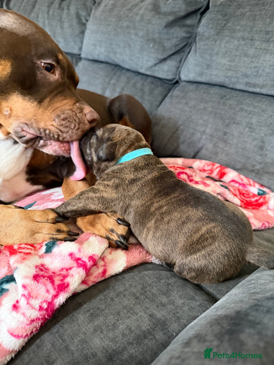 Mixed Breed dogs for sale: Beautiful Home- Reared Puppies!  - Advert 27