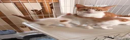 Mixed Breed cats for sale: Meet Holly’s New Ginger & White Babies - Advert 5