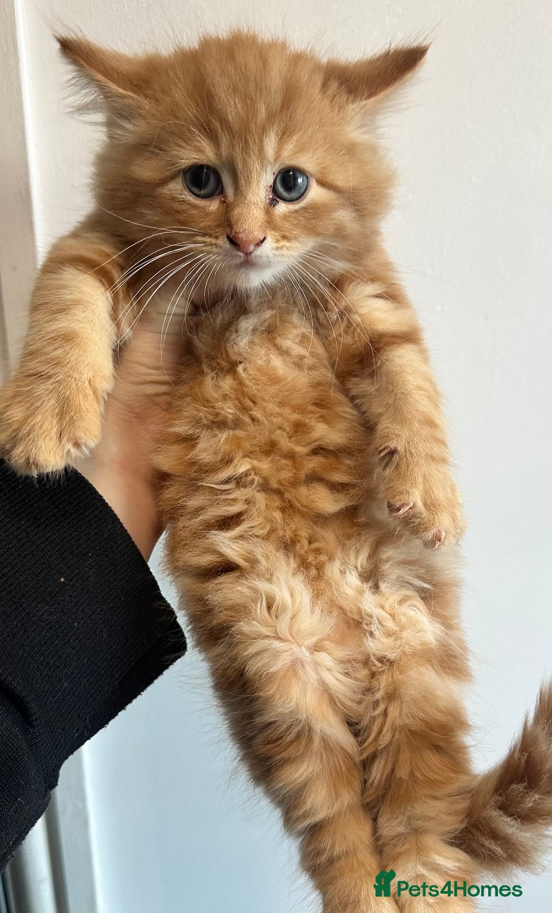 Maine Coon cats for sale: We have 4  sweet English Maine coon kittens❣️ - Advert 4