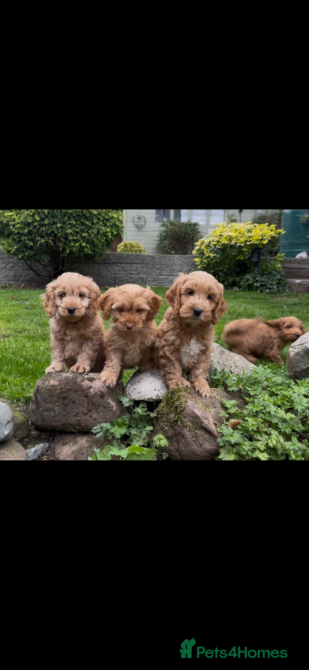 Cockapoo dogs for sale: Stunning cockapoos ready now for loving homes  - Image 1
