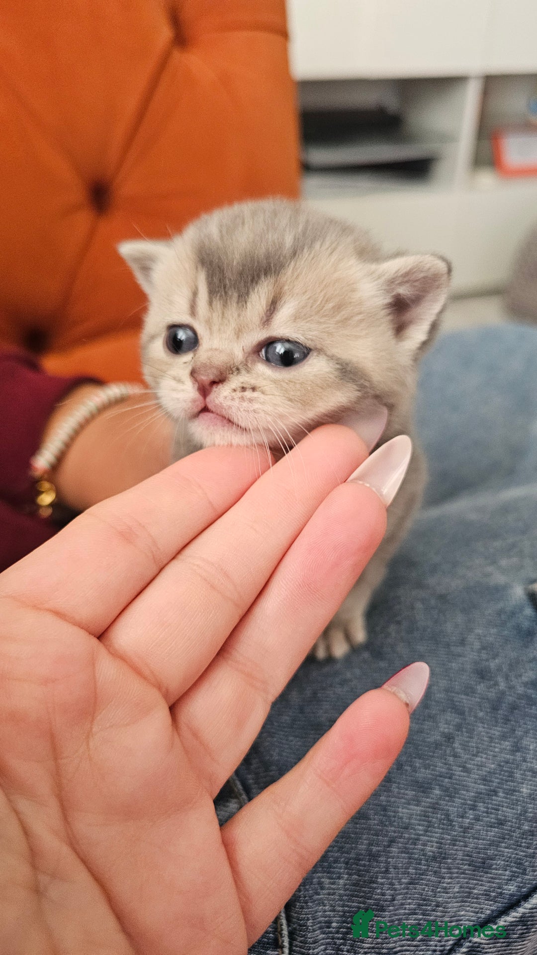 British Shorthair cats for sale: British shorthairs and Scottish straights - Advert 6