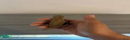 Leopard Gecko reptiles for sale: Female Leopard Gecko with FULL Setup in London - Advert 5
