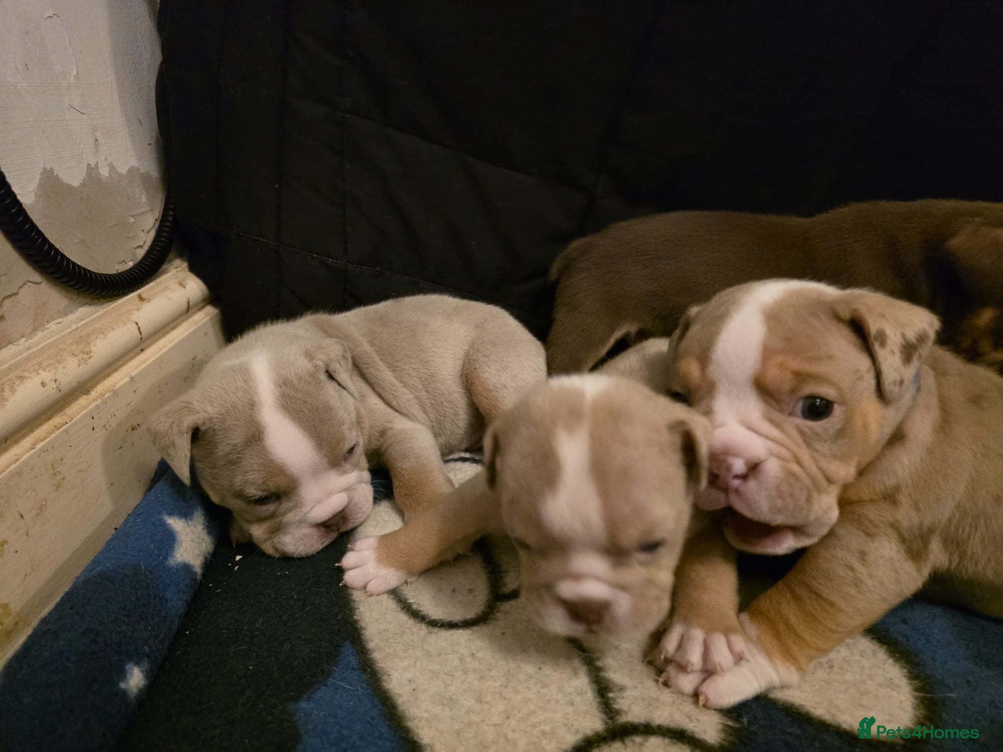 Mixed Breed dogs Olde Thyme Bulldog X Olde English Puppies - Advert 6