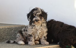 Poochon dogs for sale: F1 Poochon puppies For Sale  - Image 9
