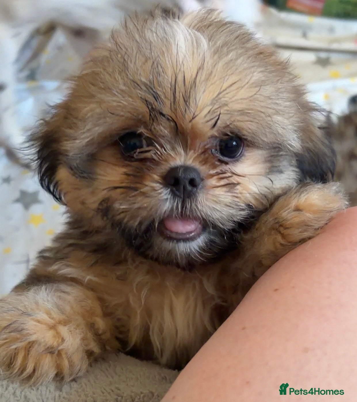 Shih Tzu dogs 2 girls and 2 boys left for sale  - Advert 17
