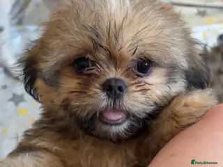 Shih Tzu dogs 2 girls and 2 boys left for sale - Advert 17