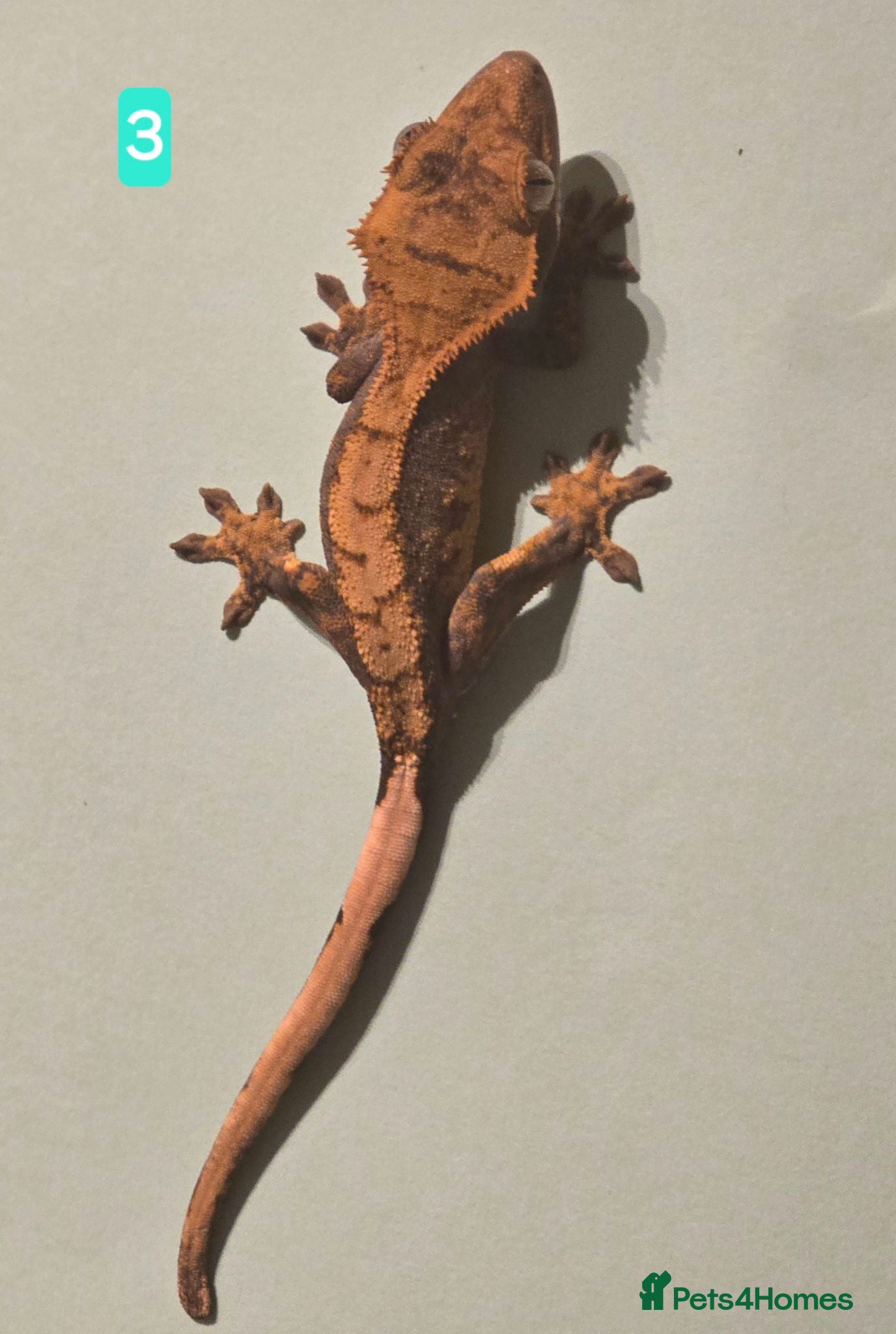 Gecko reptiles Current reptiles available  - Advert 5