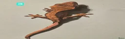 Gecko reptiles for sale: Current reptiles available  - Advert 1