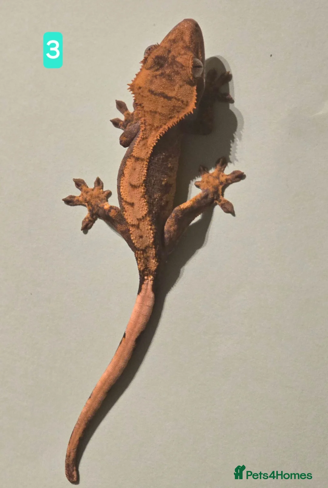 Gecko reptiles for sale: Current reptiles available  - Advert 1