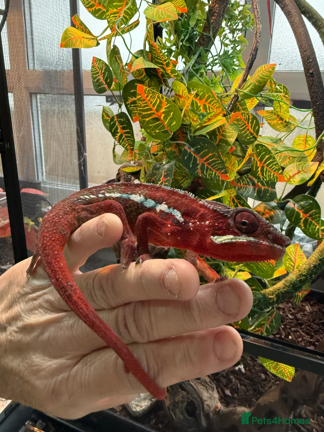 Chameleon reptiles for sale: Chameleons ambilobe - Advert 25