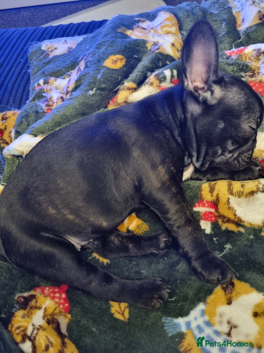 French Bulldog dogs for sale: French Bulldog Puppy - Advert 5