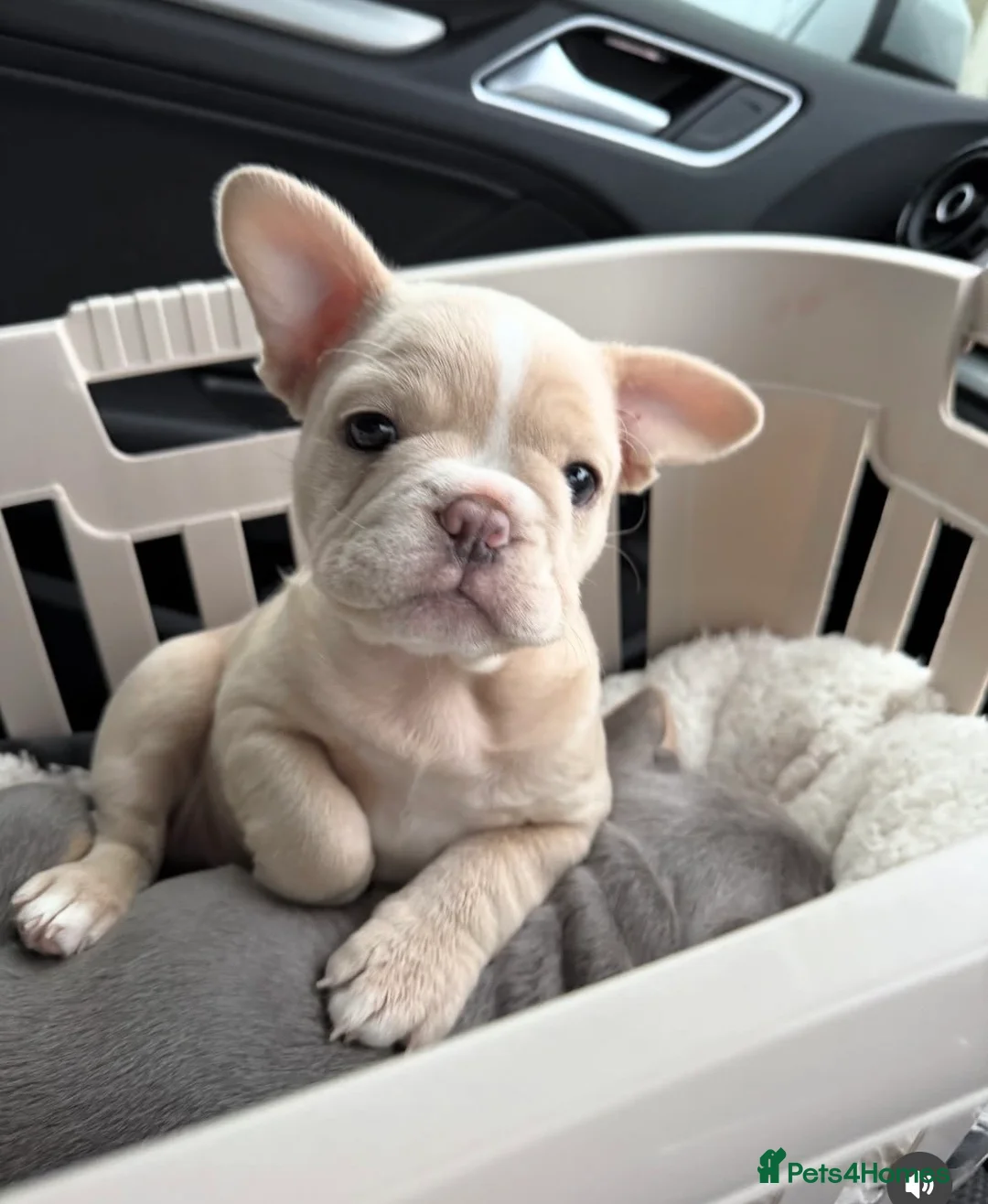 French Bulldog dogs for sale: Isabella/Cream Frenchie female 12 weeks old  - Advert 5