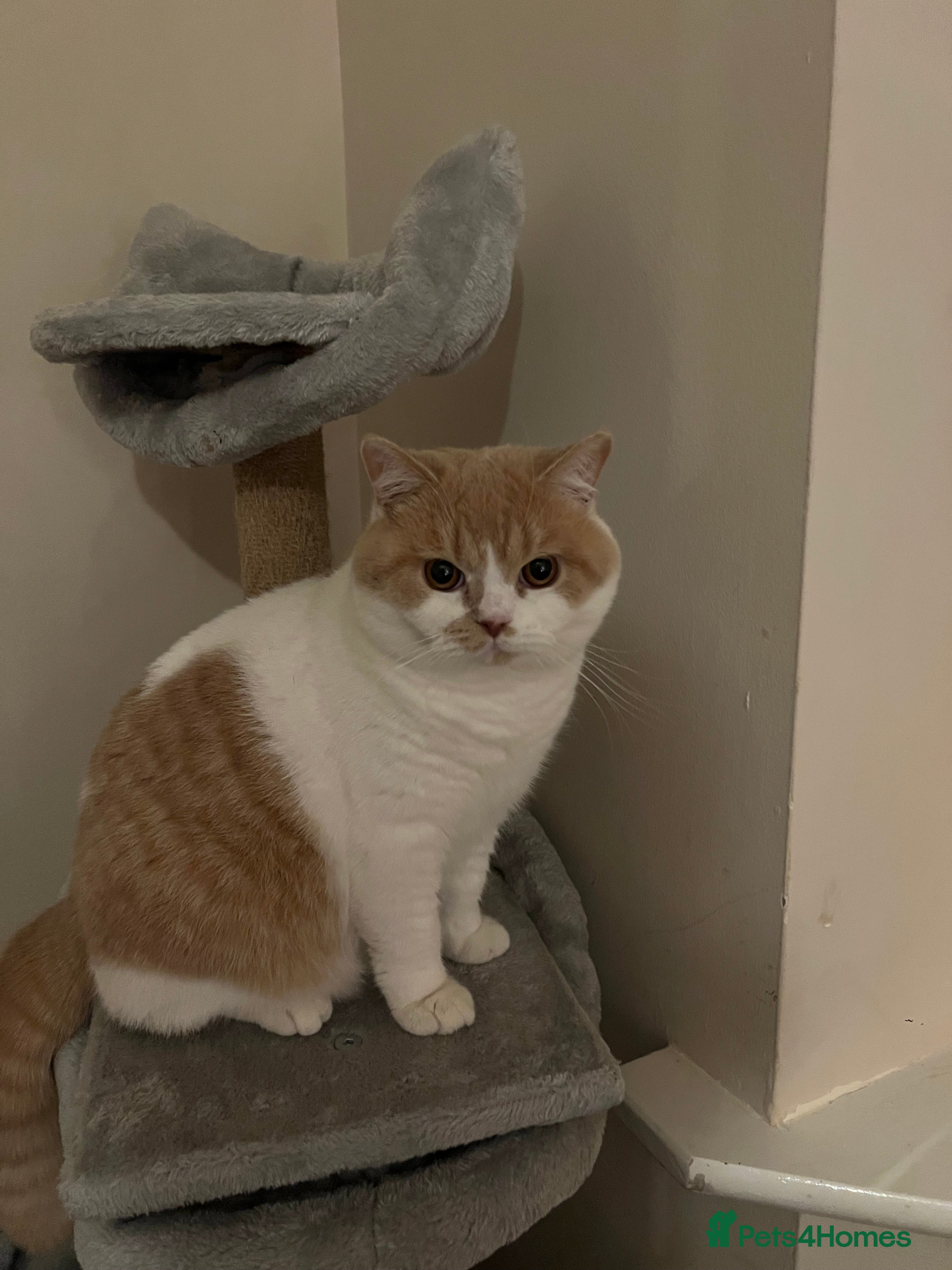 British Shorthair cats British Shorthair Kitten - Advert 1