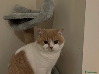 British Shorthair cats British Shorthair Kitten - Advert 1