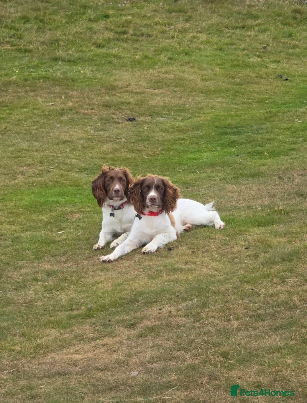 English Springer Spaniel dogs for sale: KC Registered English Springer Spaniel Puppies - Advert 27