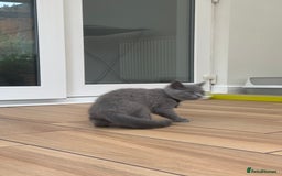 British Shorthair cats for sale: British Shorthair KITTEN - Image 5