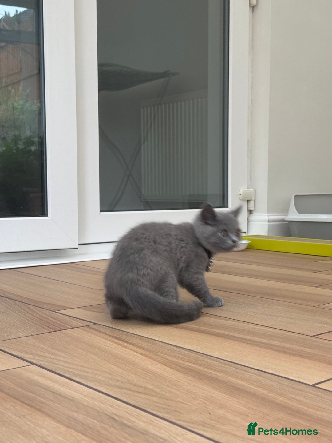 British Shorthair cats for sale: British Shorthair KITTEN - Image 5