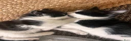 Mixed Breed cats for sale: Gorgeous kittens  in Liverpool - Advert 5