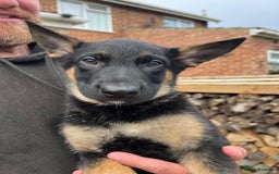 Mixed Breed dogs for sale: Czech shepherd x Belgium malinois - Image 29