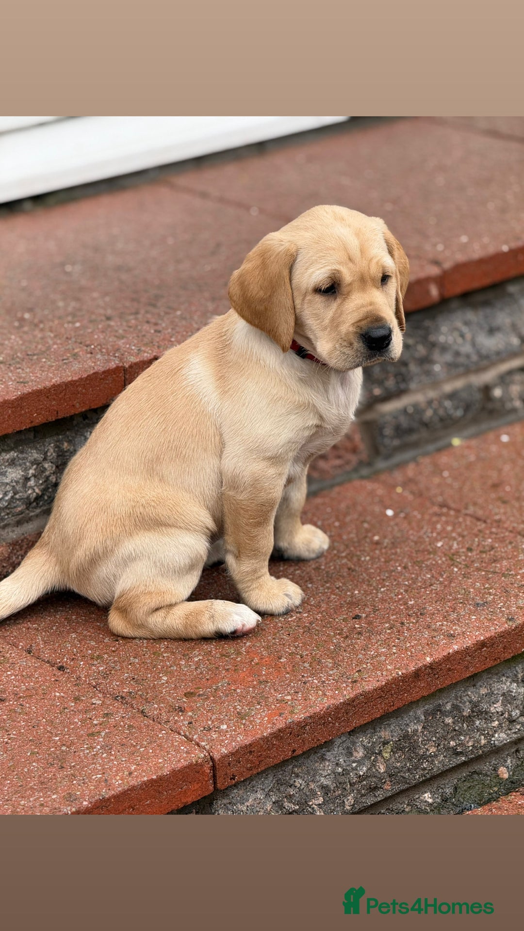 Labrador Retriever dogs for sale: KC registered fox red lab pups - Advert 3