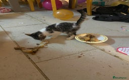 Mixed Breed cats for sale: kittens Bengal x microchipped flea/worm.insured.  - Image 23