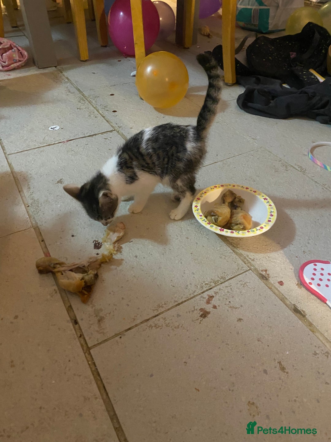 Mixed Breed cats for sale: kittens Bengal x microchipped flea/worm.insured.  - Image 23