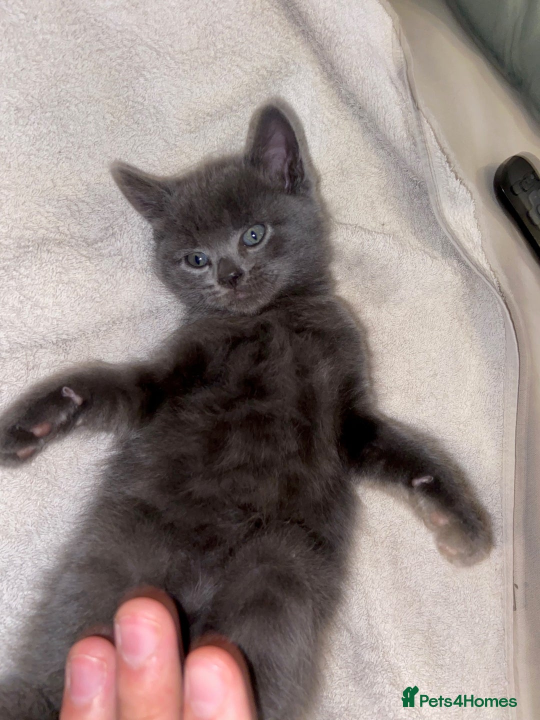 Bombay cats for sale: beautiful kittens looking for a happy safe home's  - Image 6