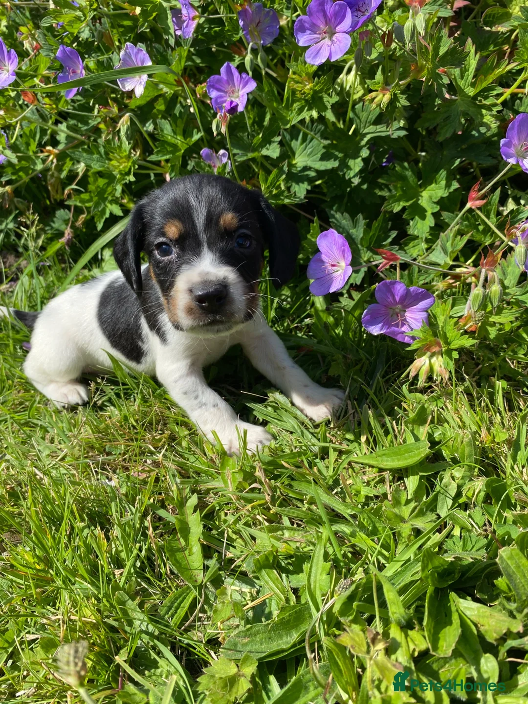 Bocker dogs for sale: Beautiful Beagle x cocker spaniel puppies  - Advert 1