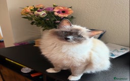 Ragdoll cats for sale: Purebred Blue Mitted Ragdoll Kittens - Image 11