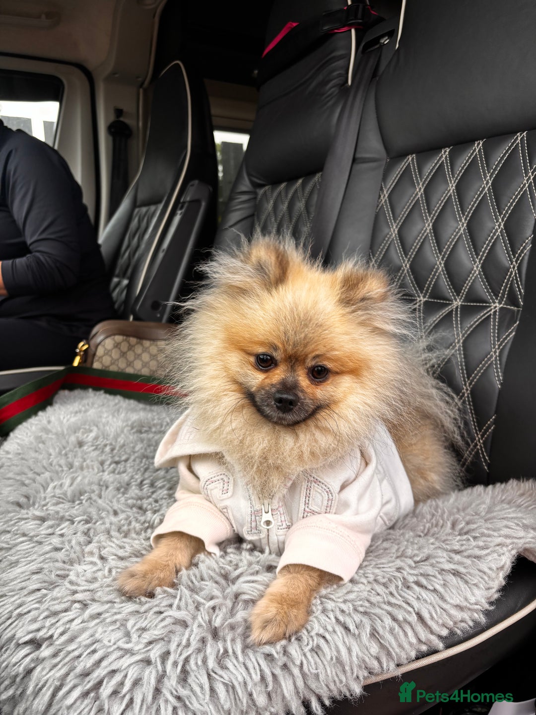 Pomeranian dogs for stud: Pomeranian *STUD*  - Advert 2