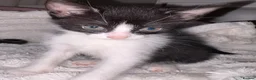 Domestic Shorthair cats for sale: 🐾 Gorgeous Black & White Kittens  - Advert 6