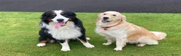 Mixed Breed dogs for sale: Golden Mountain Dog Puppies - Advert 10