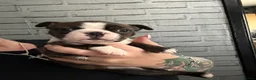 Boston Terrier dogs for sale: Kc Boston Terrier Puppies - Advert 14