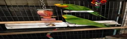 Parakeets birds for sale: Australian Barraband Parakeets - Advert 7