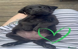 Mixed Breed dogs for sale: Last little girl! Reduced! - Image 4