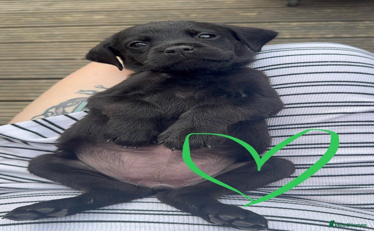 Mixed Breed dogs - Advert 2