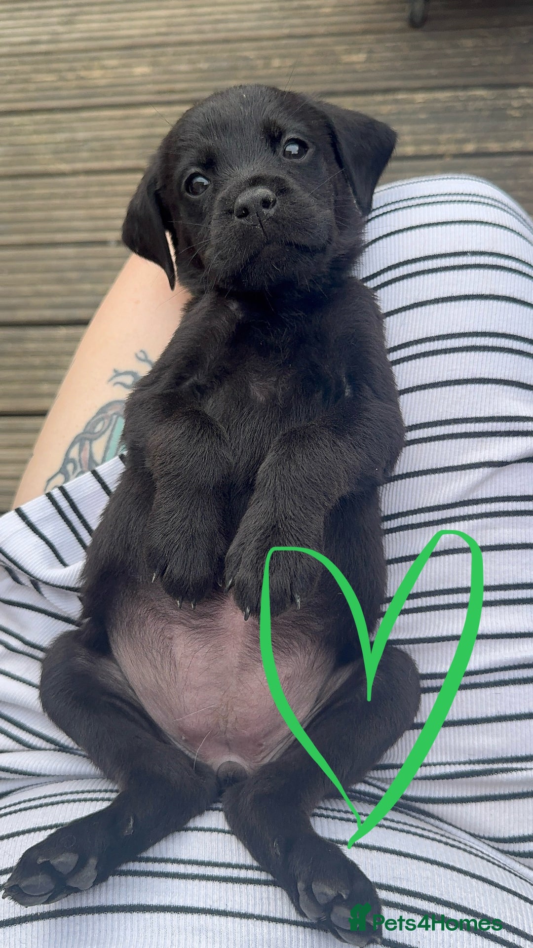Mixed Breed dogs for sale: Last little girl! Reduced! - Image 4